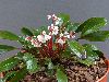 <em>Berneuxia thibetica</em>